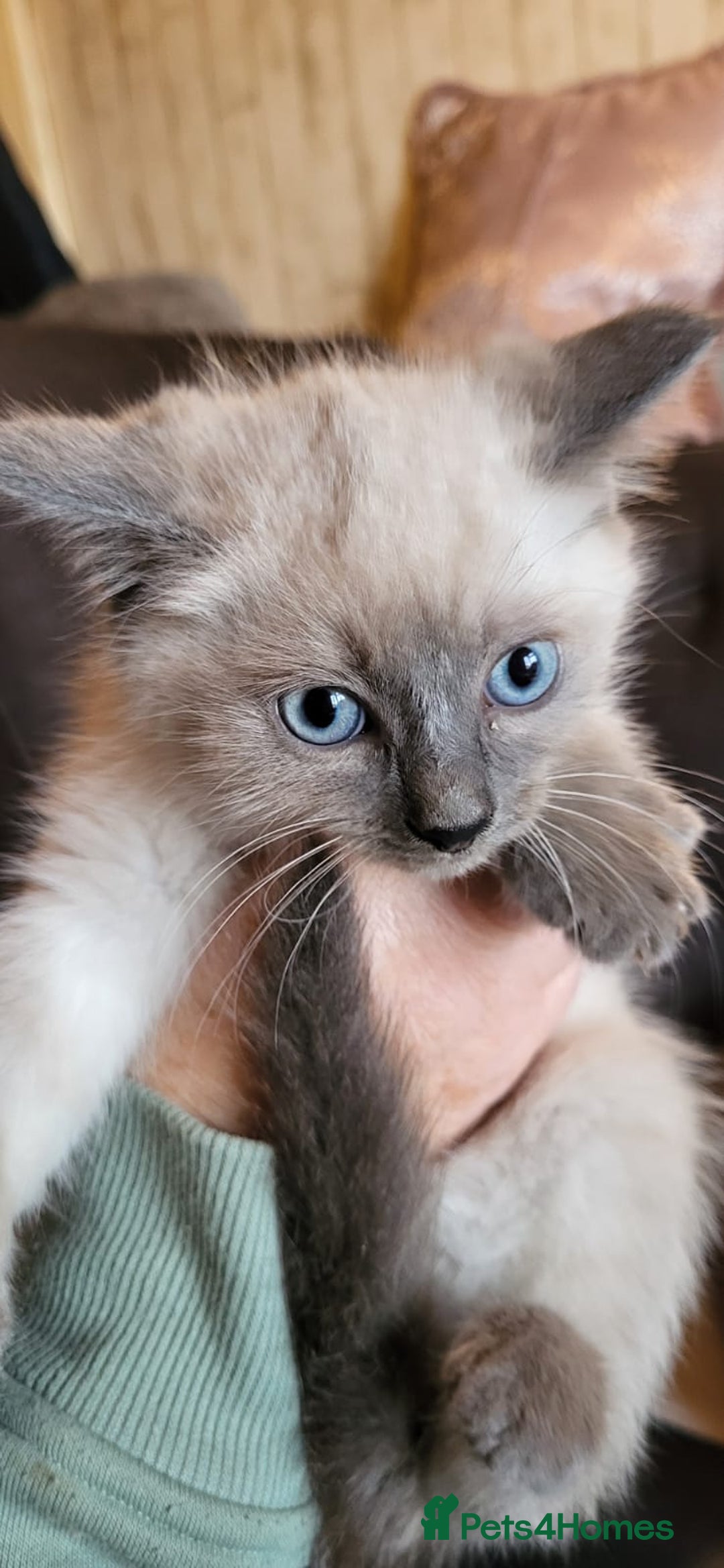 Ragamese cats for sale: Ragdoll x Siamese - Image 6