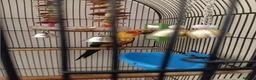 Conures birds for sale: Sun Conure in Burnley - Advert 6