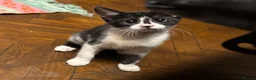 Mixed Breed cats for sale: 5 kittens available - Advert 3