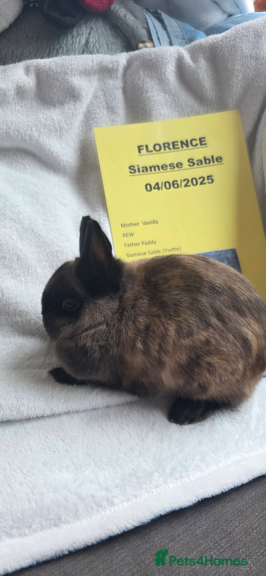 Netherland Dwarf rabbits for sale: Netherland dwarf bunnies available  - Advert 10