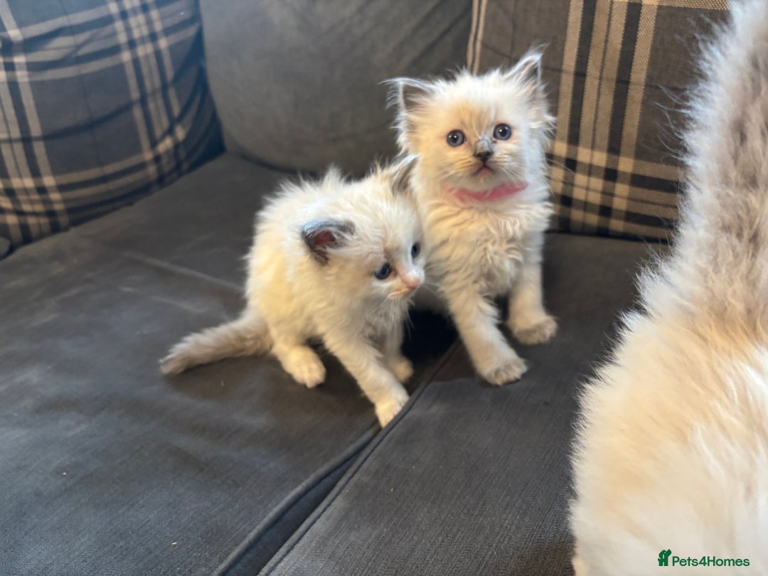 Ragdoll cats for sale: Beautiful ragdoll kittens  - Advert 3