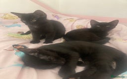 Mixed Breed cats for sale: Sphynx cross kittens  - Image 6