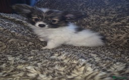 Papillon dogs for sale: Papillion puppys - Image 9
