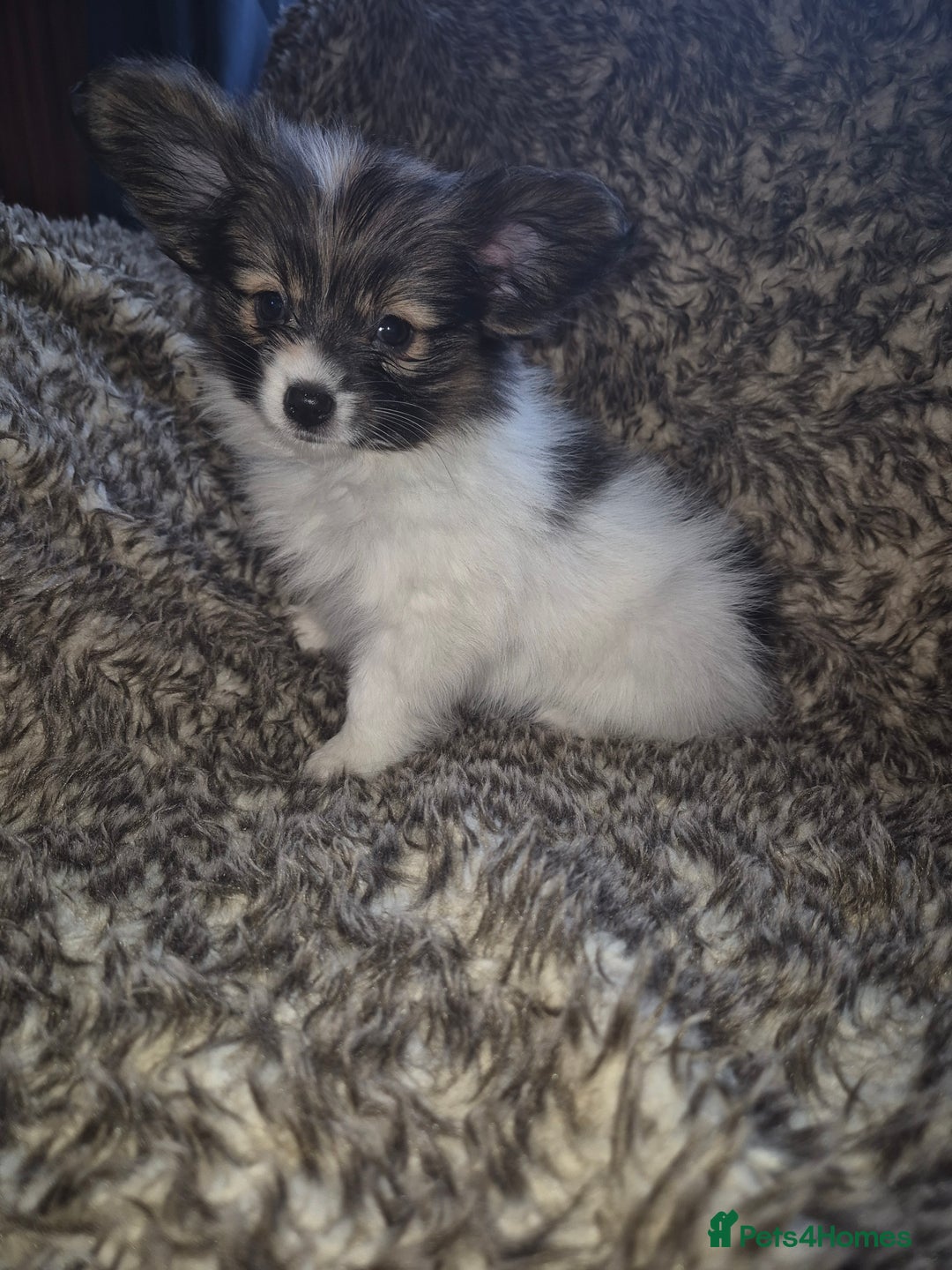 Papillon dogs for sale: Papillion puppys - Image 9