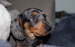 Miniature Dachshund dogs for sale: Stunning Miniature dachshunds  - Image 10