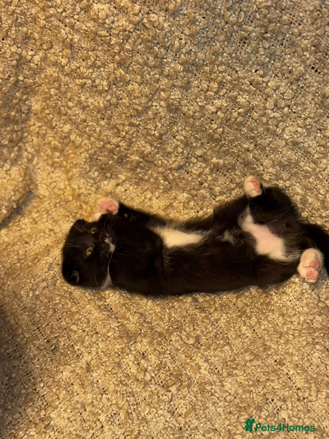 Scottish Fold cats for sale: ✨️5x Scottish Fold/Straight kittens READY TO GO ✨️ - Advert 18