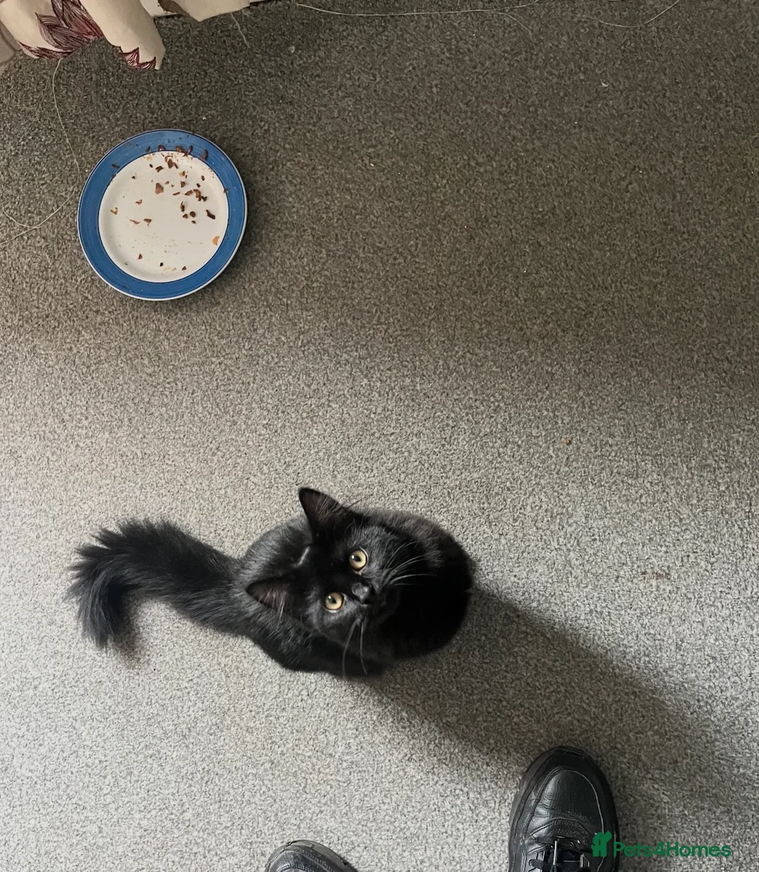 Ragdoll cats for sale: Ragdoll -Billie in Ilkeston - Advert 1