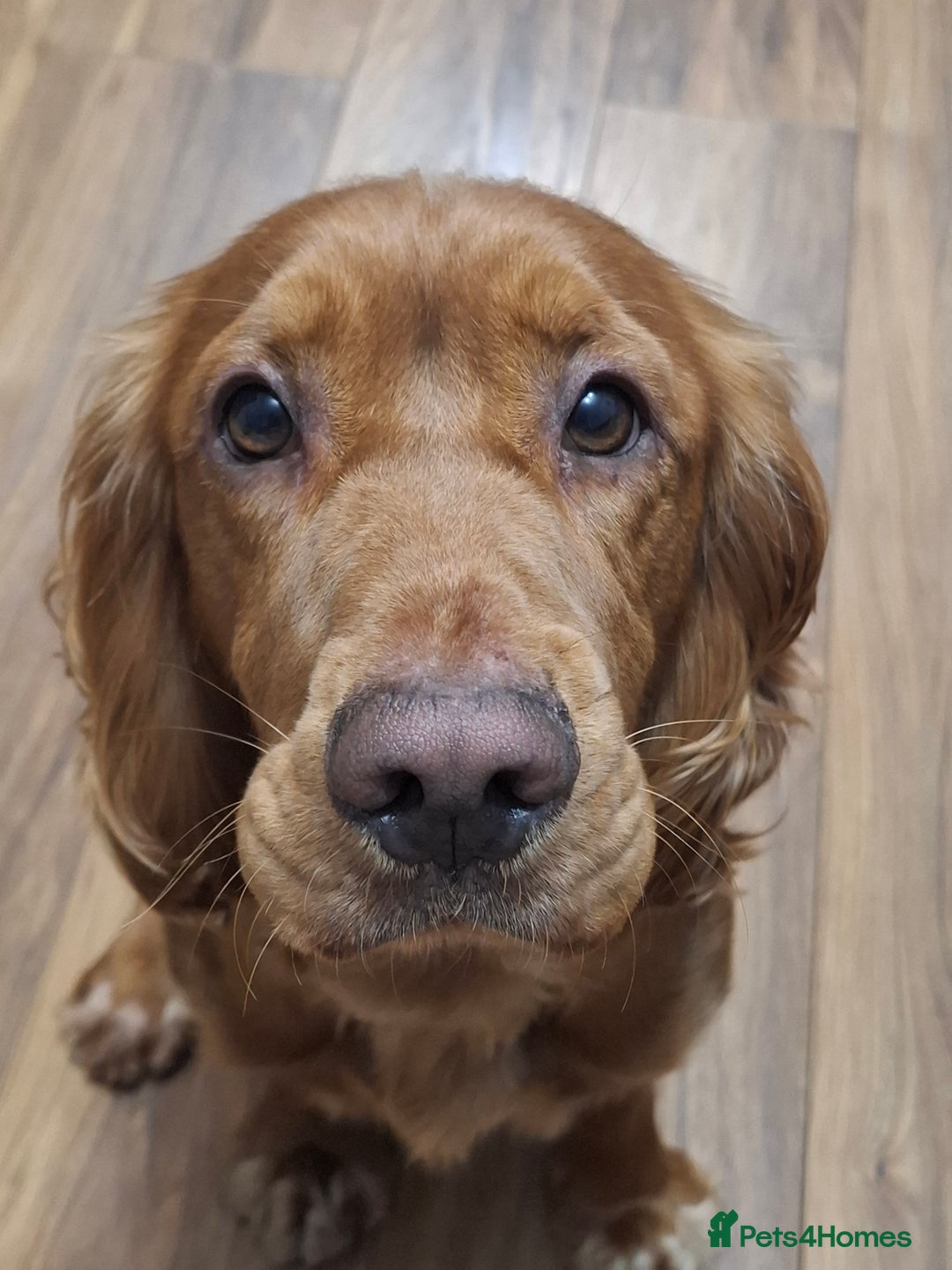 Cocker Spaniel dogs for stud: Handsome working Cocker Spaniel for stud - Advert 3