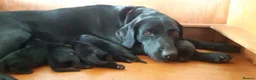 Labrador Retriever dogs for sale: Kennel Club Black Labrador Puppies - Advert 2
