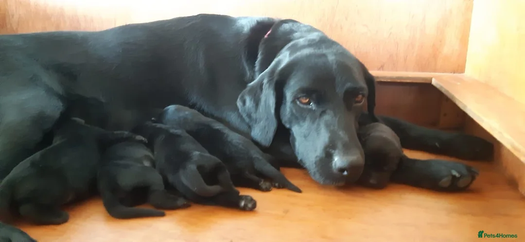 Labrador Retriever dogs for sale: Kennel Club Black Labrador Puppies - Advert 2