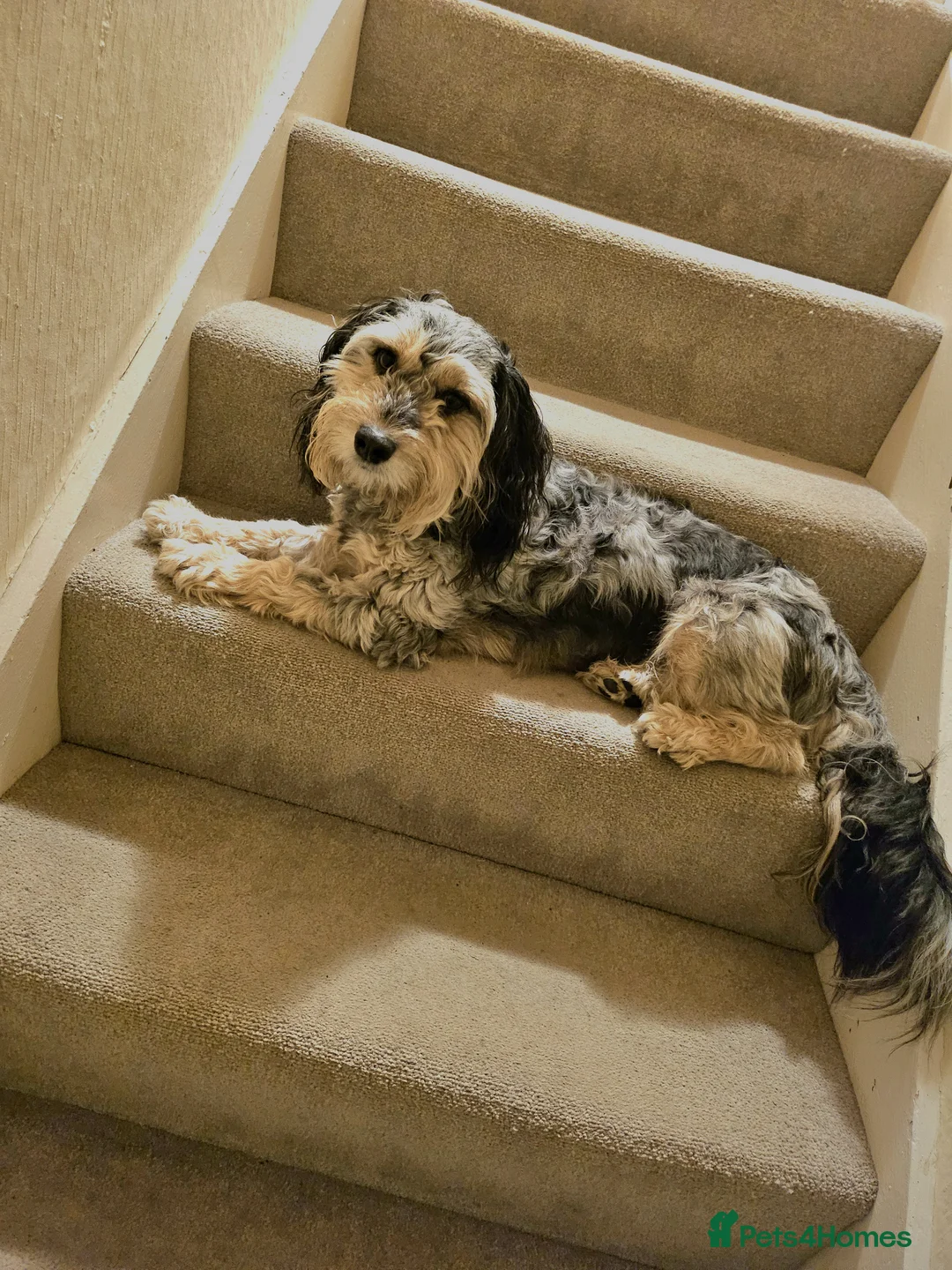 Cockapoo dogs for stud: Cockerpoo up for stud in Morecambe - Advert 1