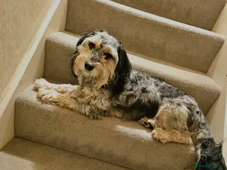 Cockapoo dogs Cockerpoo up for stud - Advert 1