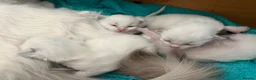 Ragdoll cats for sale:  Blue Ragdoll health tested ready now - Advert 22