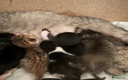 Persian cats for sale: Doll face Persian X rag doll - Image 1