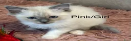Ragdoll cats for sale: Bi-colour Ragdoll Kittens,Choc & Blue Sealpoint - Advert 3