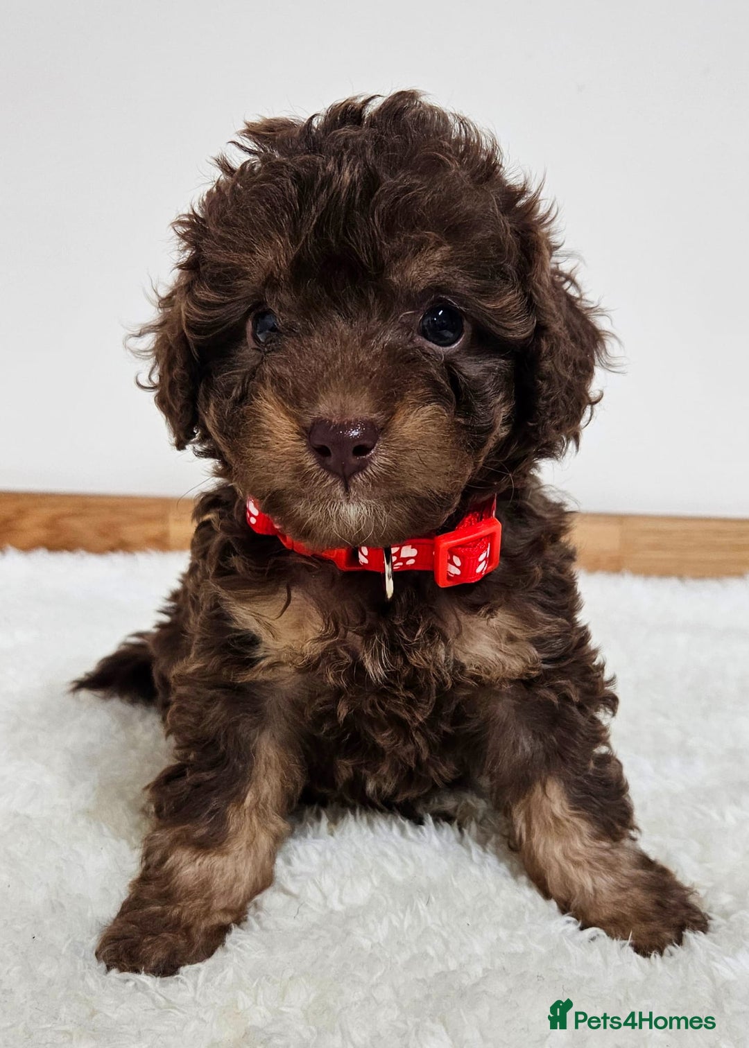 Toy Poodle dogs for sale: Beautiful Toy Poodle Puppies - Advert 4