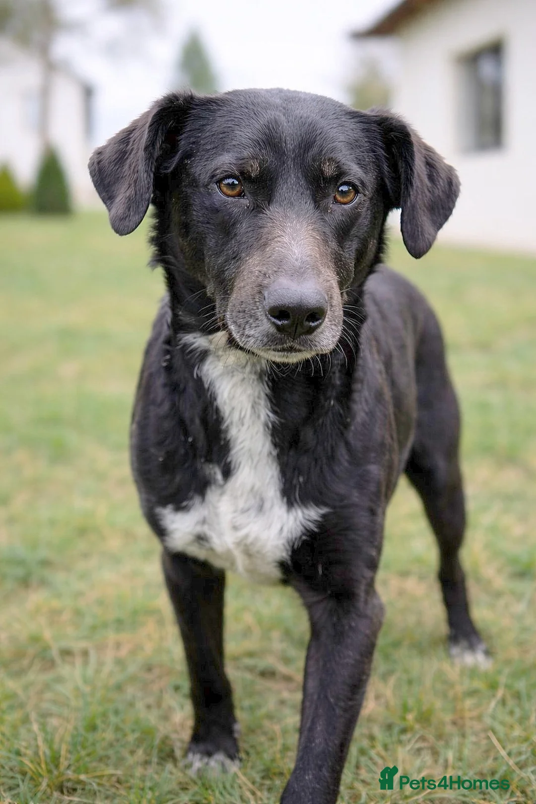 Mixed Breed dogs for adoption: 🐾 MILO – A Small-Medium Gentle Soul ❤️ - Advert 2
