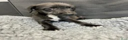 Mixed Breed dogs for sale: BEDDY  WHIPPET PUPS - Advert 23