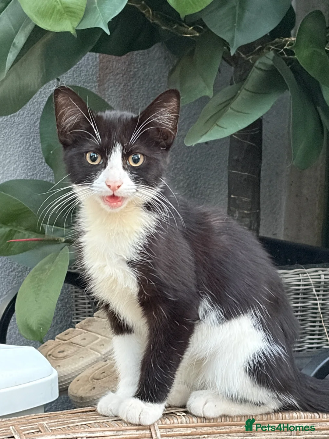 Mixed Breed cats for sale: Last kitten boy looking for a forever family  - Advert 2