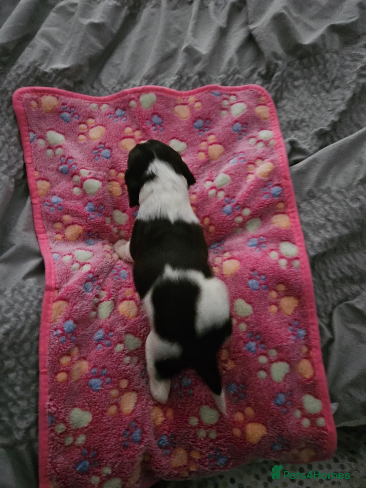 English Springer Spaniel dogs Gorgeous Family-Raised Springer Spaniel Puppies - Advert 2