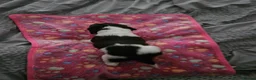 English Springer Spaniel dogs for sale: Gorgeous Family-Raised Springer Spaniel Puppies - Advert 2