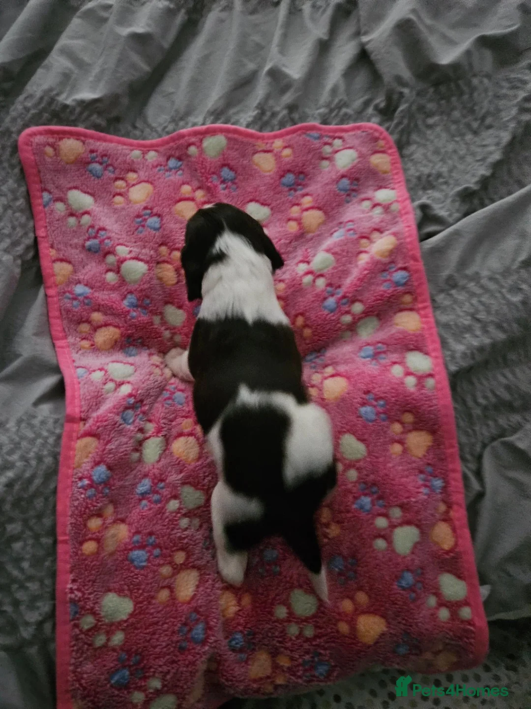 English Springer Spaniel dogs for sale: Gorgeous Family-Raised Springer Spaniel Puppies - Advert 2