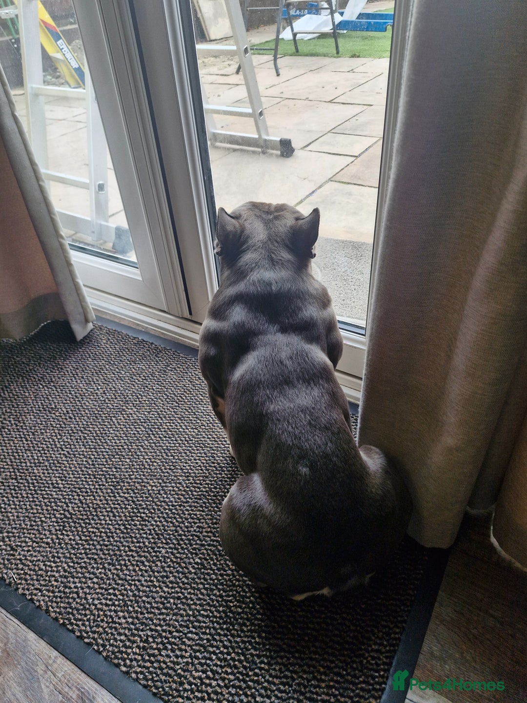 French Bulldog dogs for stud: Shelby. French Bulldog. KC Registered. in Didcot - Advert 9