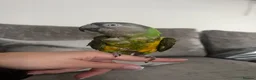 Parrots birds for sale: African Senegal  - Advert 3