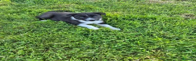 Border Collie 1