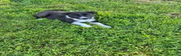 Border Collie dogs for sale: Border collie pups looking for new home - Advert 16