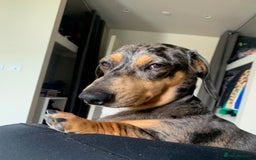 Dachshund dogs for sale: Adorable Male Dachshund Looking for a Loving Home - Image 2