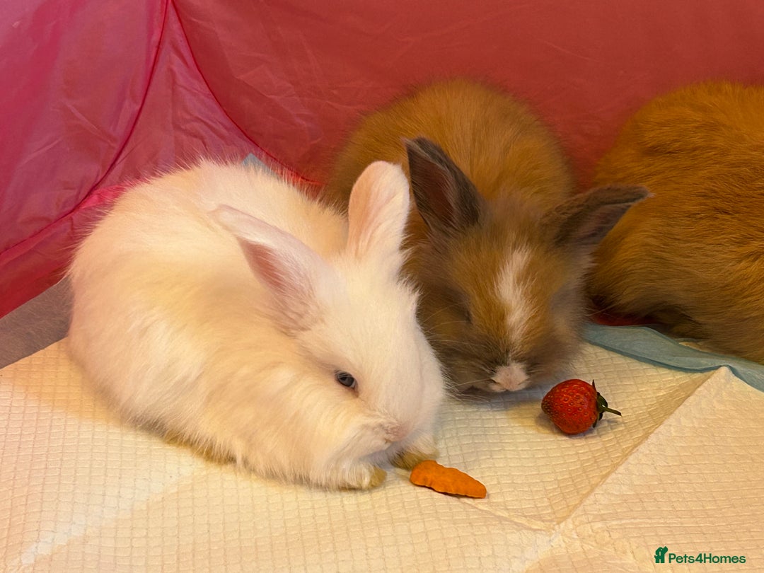 Angora rabbits for sale: English full faced Angora babies  - Image 8