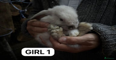 Mini Lop rabbits - Advert 14