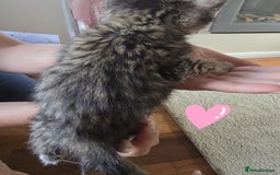 Maine Coon cats for sale: 6 Mainecoon X kittens for sale - Image 11