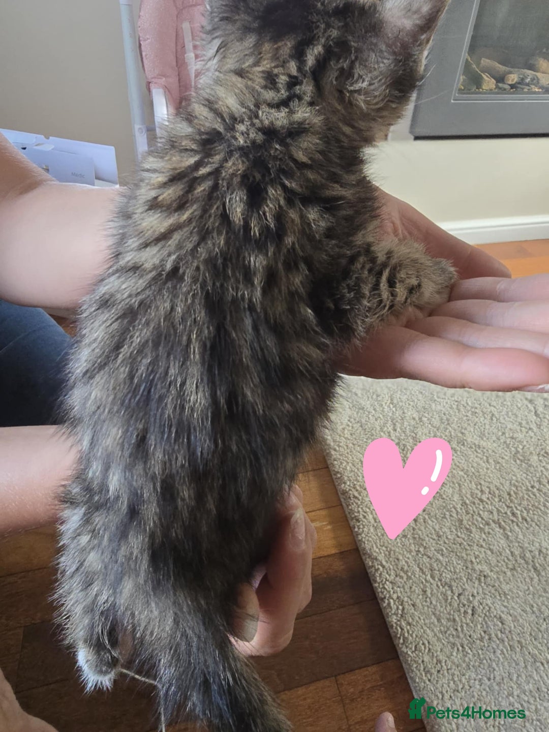 Maine Coon cats for sale: 6 Mainecoon X kittens for sale - Image 11