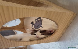 British Shorthair cats for sale: 1 boy left!! Full vaccinated BSH kittens  - Image 6