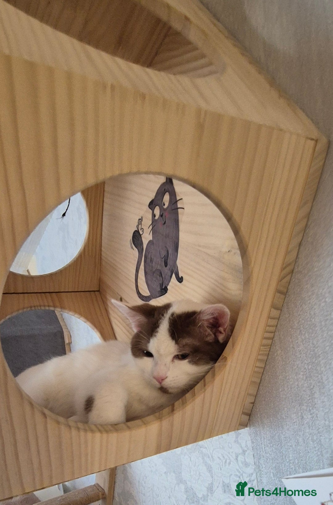 British Shorthair cats for sale: 1 boy left!! Full vaccinated BSH kittens  - Image 6