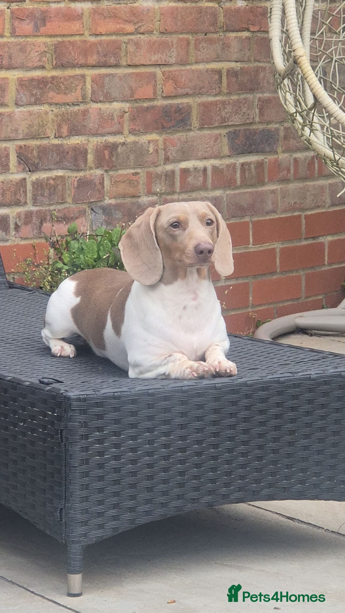 Miniature Dachshund dogs ⭐️ Isabella & Tan Piebald for Stud ⭐️ - Advert 1