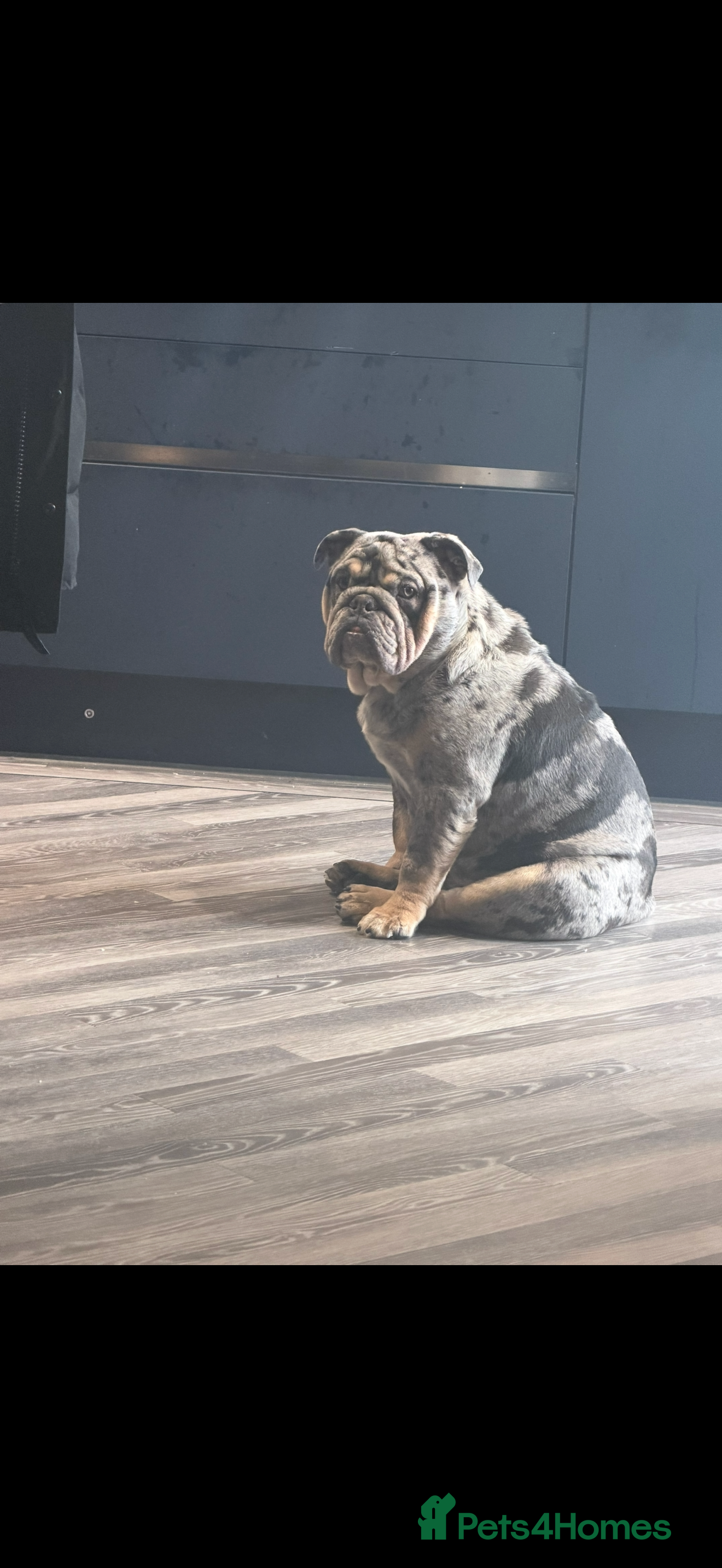 English Bulldog dogs Beautifull male merle english bulldog for rehome - Advert 19