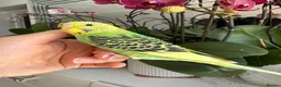 Budgerigars birds for sale: Hand tame male and female baby budgie  - Advert 4