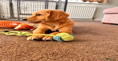 Golden Retriever dogs - Advert 1
