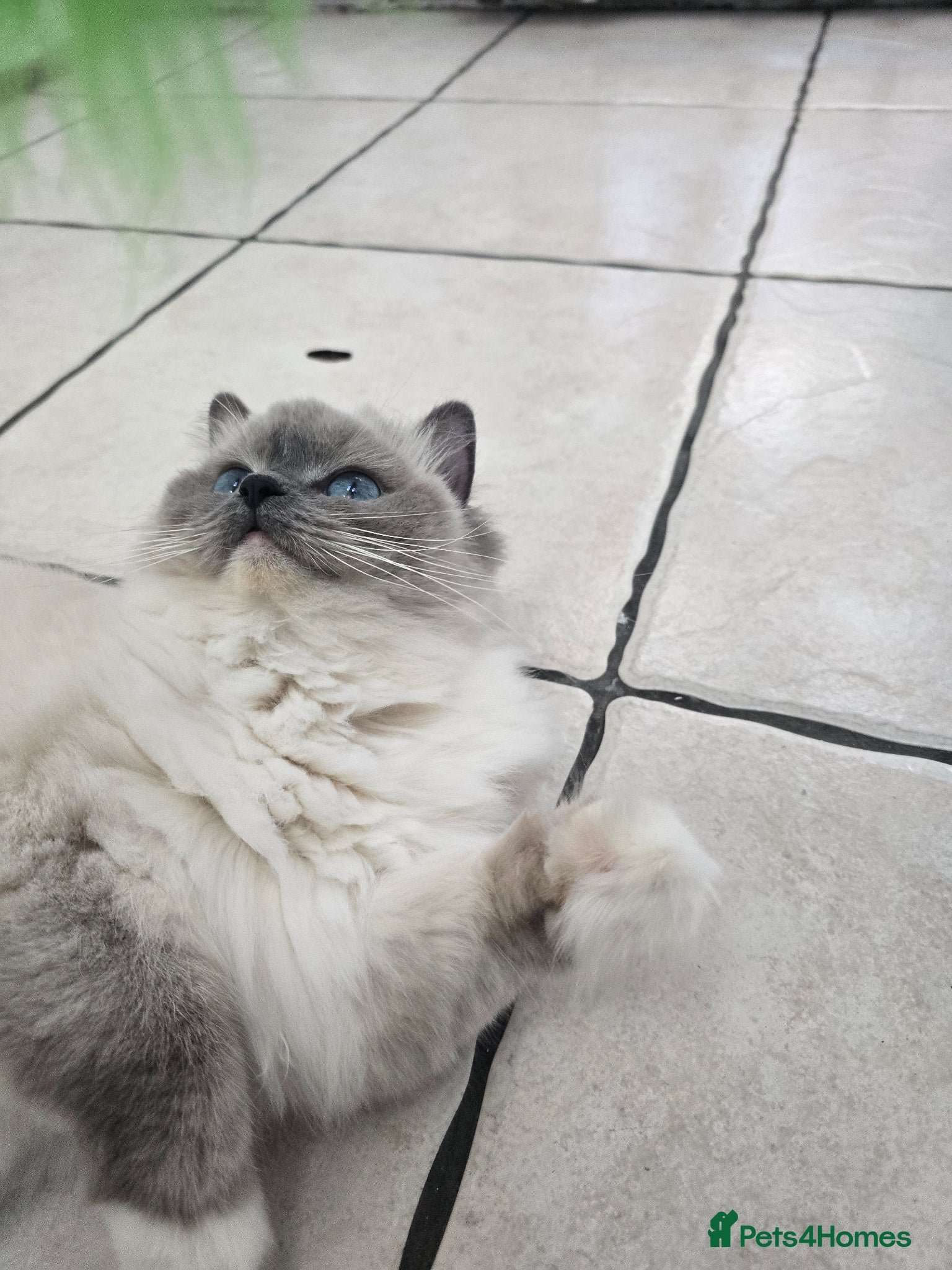Ragdoll cats European Blue Mitted Ragoll - Advert 1