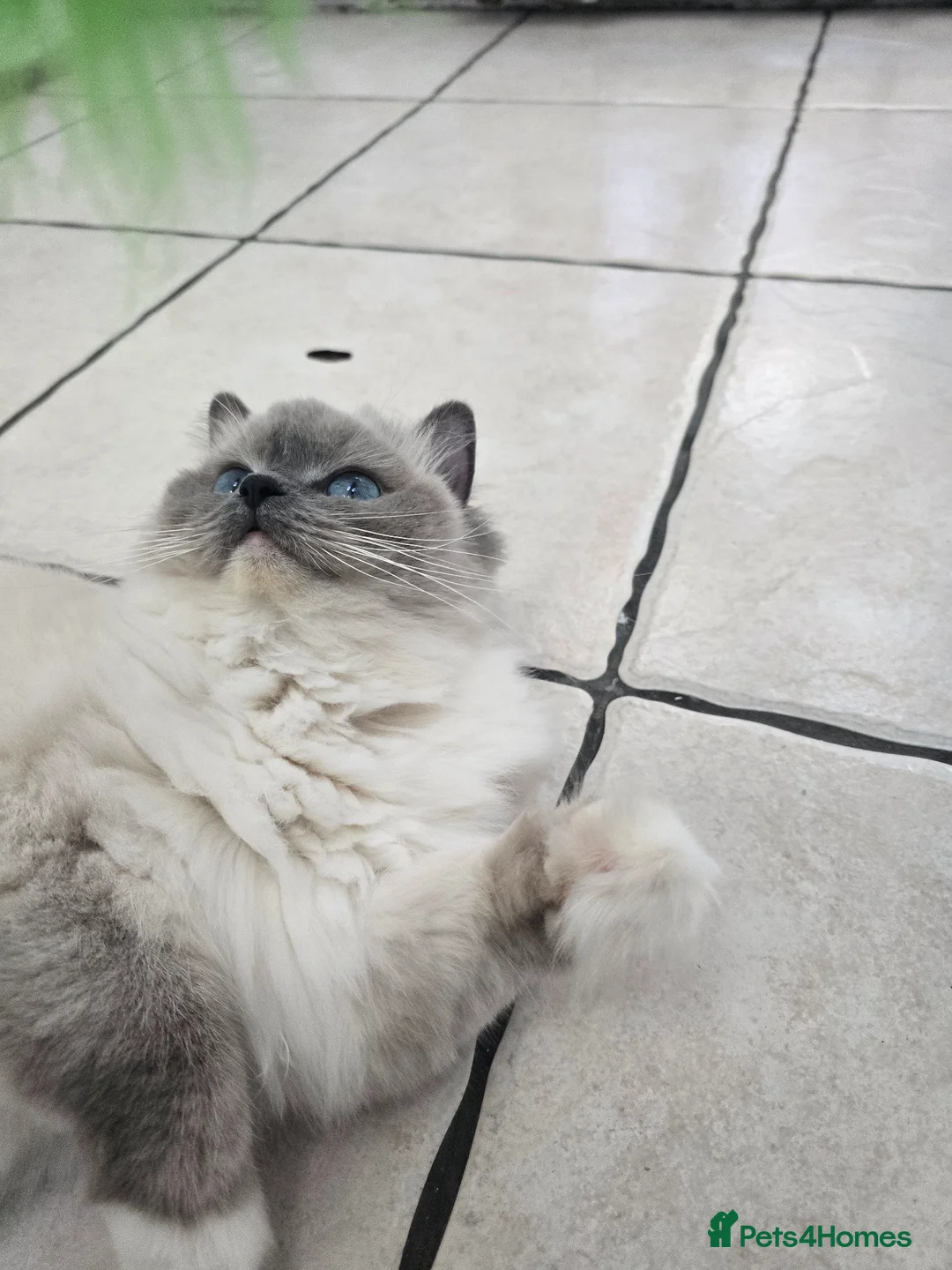 Ragdoll cats for sale: European Blue Mitted Ragoll - Advert 1