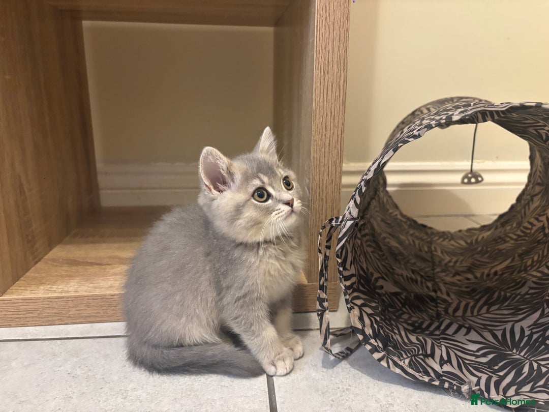 Brazilian Shorthair cats for sale: Last 2 gold tabby left ****READY TO GO ***** - Image 23