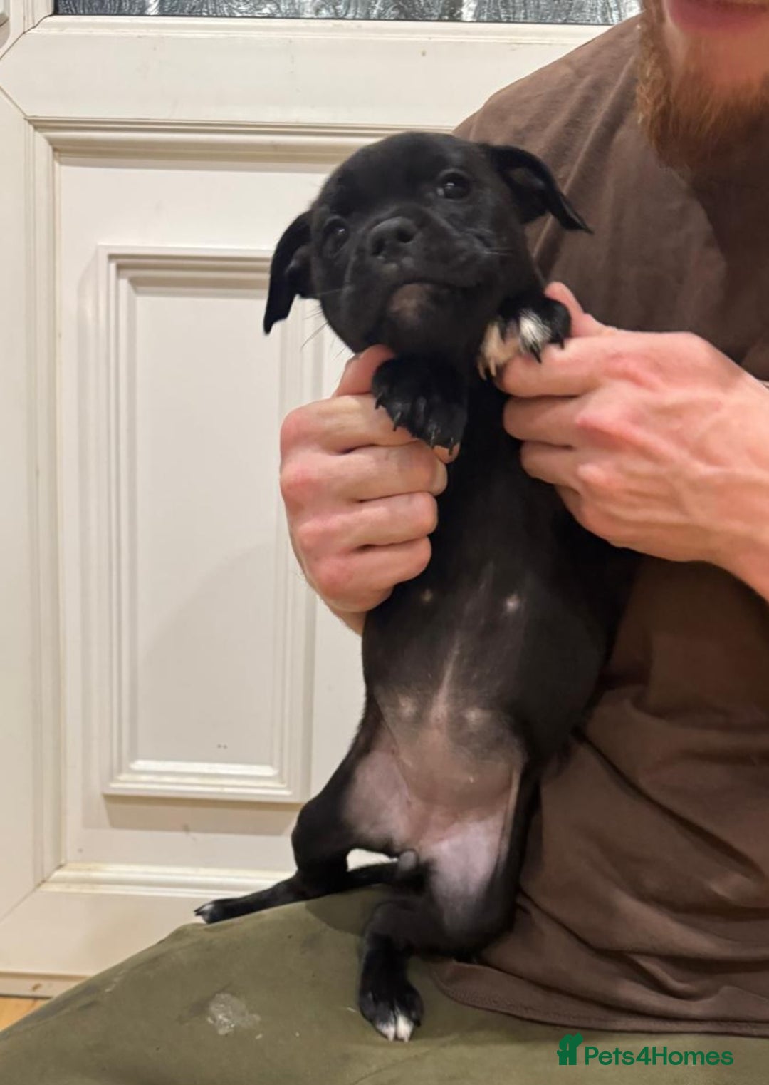 Staffordshire Bull Terrier dogs for sale: Stunning litter of black kc staffordshire bull's   - Advert 15