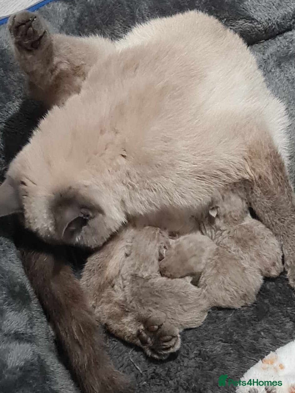British Shorthair cats Cream and blue point bsh babies 👶 - Advert 15