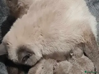 British Shorthair cats Cream and blue point bsh babies 👶 - Advert 15