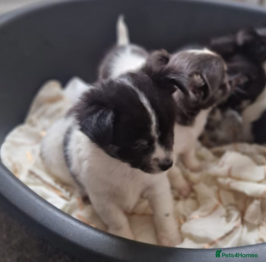 Chihuahua dogs for sale: Chihuahua puppies - Advert 6