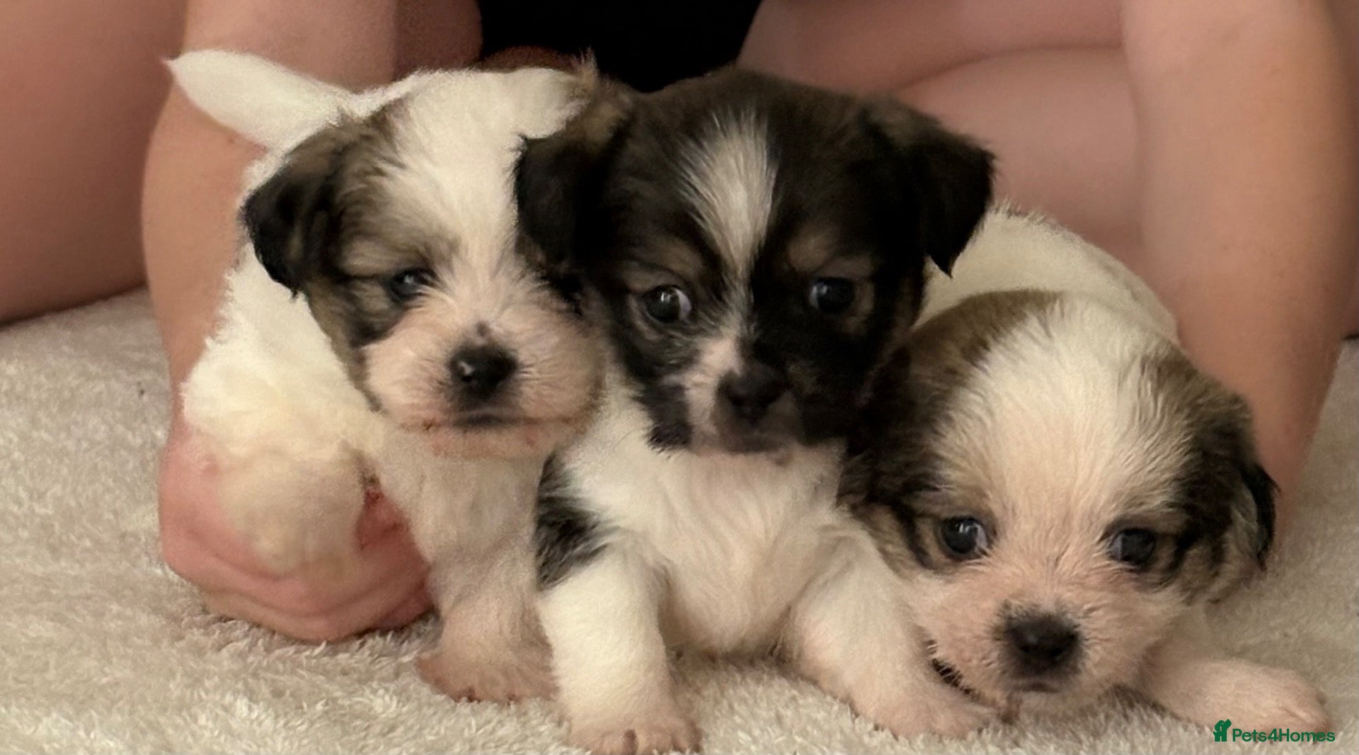 Mixed Breed dogs Tiny cute fluffy Shih Tzu x jack Russell puppies  - Advert 11