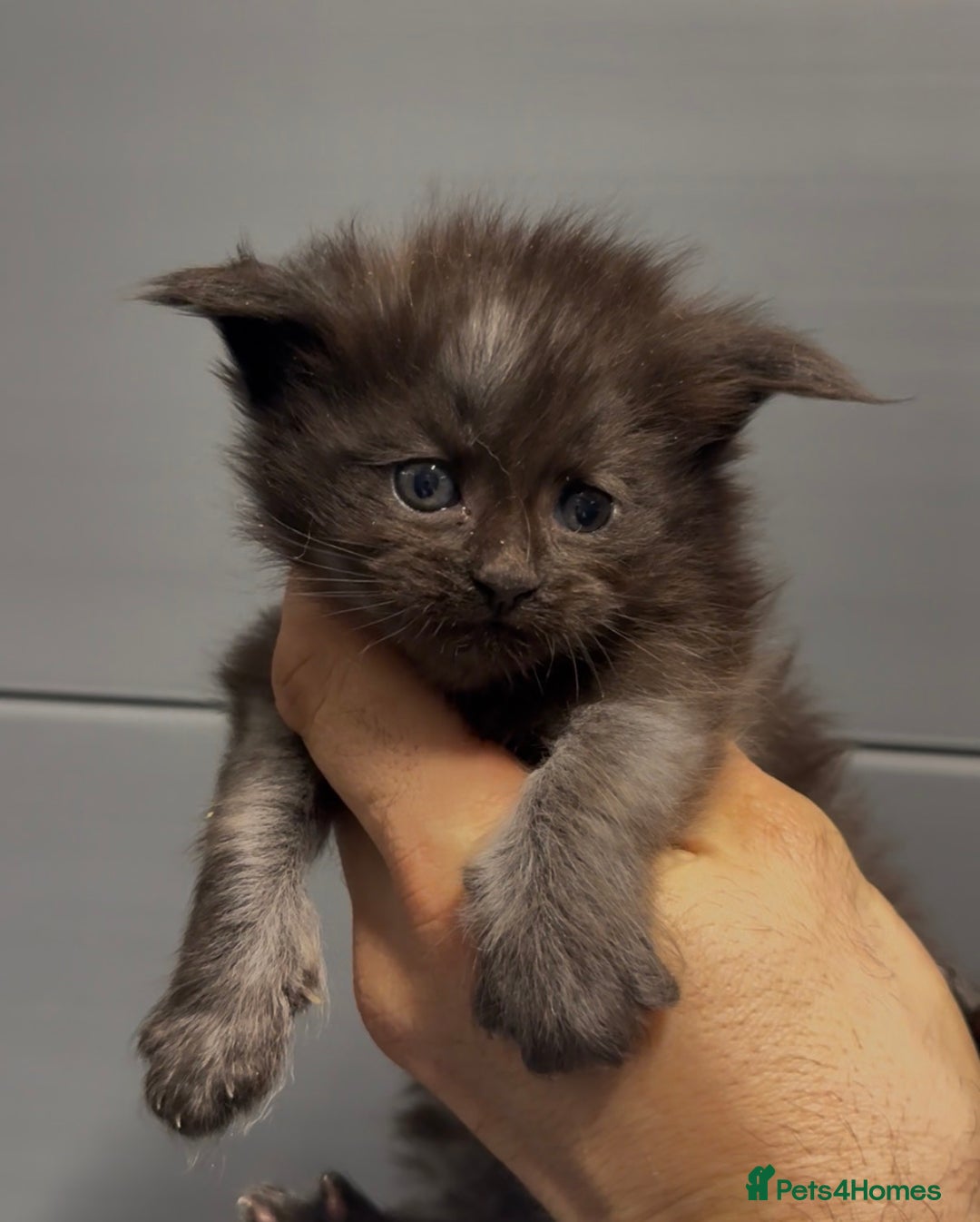 Maine Coon cats for sale: XL maine coon kittens Russia bloodlines  - Advert 3